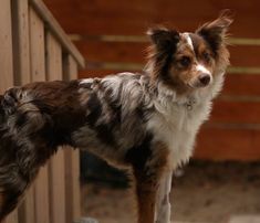 a brown and white dog standing on top of a wooden floor next to a fence