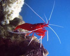 a red and white shrimp is swimming in the water near some rocks, with blue sky behind it