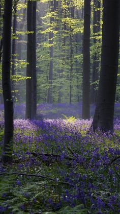 a forest filled with lots of trees and purple flowers