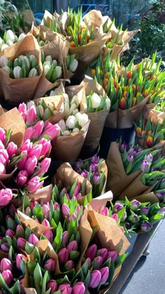 many different types of tulips are on display