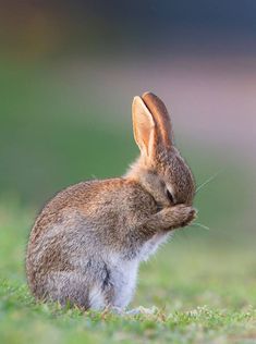 a small rabbit sitting in the grass with its eyes closed and it's head turned to the side