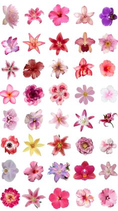 many different types of flowers are shown in this image, including pinks and purples