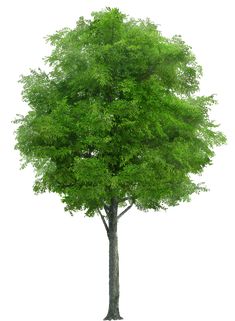 a green tree on a white background with clipping path to the top right side