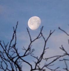 the moon is seen through some branches on a clear day