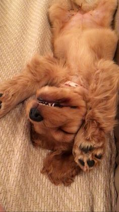 a small brown dog laying on top of a bed