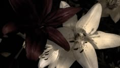 black and white photograph of flowers with red petals in the foreground, dark background