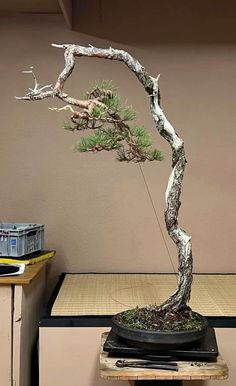 a bonsai tree in a pot on top of a wooden table next to a brown wall