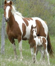 a brown and white horse standing next to a baby horse