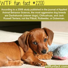 a brown dog laying on top of a bed next to a stuffed animal