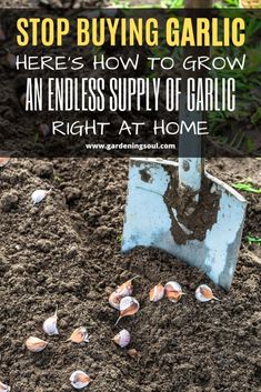 a shovel digging in the dirt with text overlay reading stop buying garlic here's how to grow an endless supply of garlic right at home