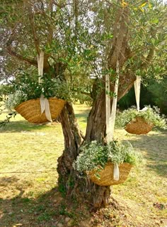 three baskets hanging from the branches of an olive tree with ribbons tied around them,