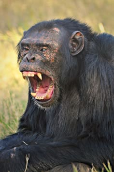 a close up of a monkey laying in the grass with its mouth open and it's teeth missing