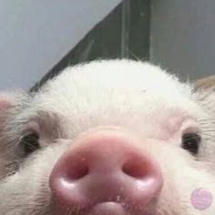 a close up of a pig's face with it's tongue sticking out