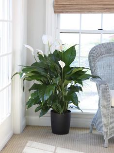 a houseplant in a black pot on the floor next to a chair and window