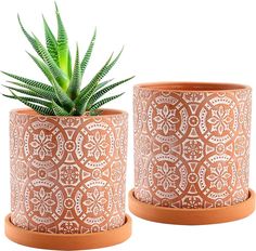 two potted plants sitting next to each other