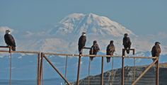 there are many birds that are sitting on the fence rail and mountain in the background