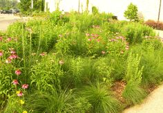 some pink and yellow flowers are in the grass