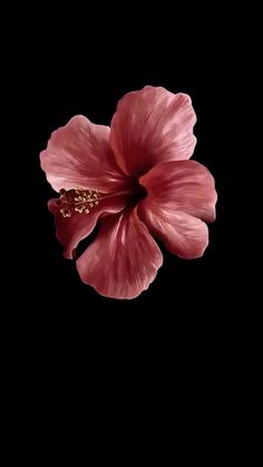 a pink flower on a black background with no image in the bottom right hand corner