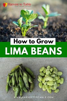 how to grow lima beans in the garden