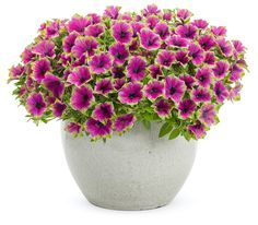 purple flowers in a white vase on a white background