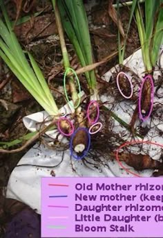 an old mother rhizoba plant with new mother kleene and daughter rhizoba