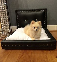 a small white dog sitting on top of a black bed with studded headboard