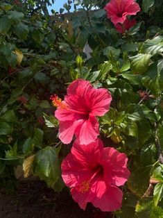 two pink flowers blooming in the middle of some green leaves and bushes on a sunny day