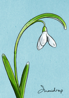 a drawing of a white flower on a blue background with the word spring written below it