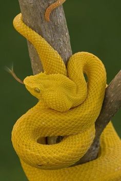 a yellow snake is curled up on a tree branch