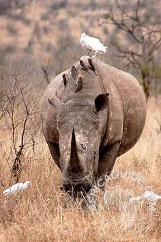 a rhinoceros standing on top of another rhino's back in tall grass