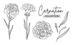 an illustration of carnation collection