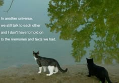 two cats standing next to each other in front of a tree and water with a quote written on it