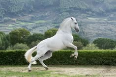 a white horse is galloping in front of a hedged area with mountains behind it