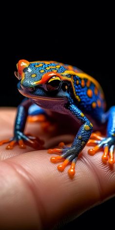 a blue and orange frog sitting on top of a persons hand