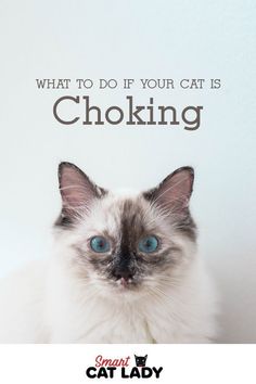 Cats Health, Cat Medicine, Cat Tips, Sick Cat, Cat Hacks, Cat Spray, Healthy Cat, Pet Advice, Cat Care Tips