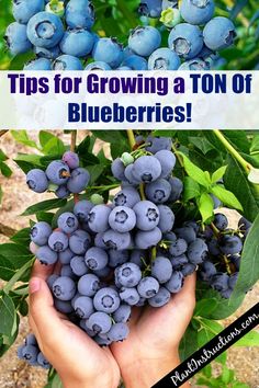 blueberries growing on the bush with text overlay that reads tips for growing a ton of blueberries