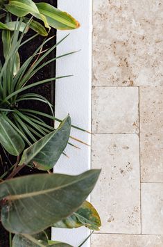 there is a plant in the middle of this tile flooring area that looks like it's from above