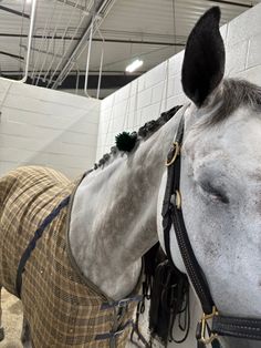 a close up of a horse with a blanket on it's head and bridle