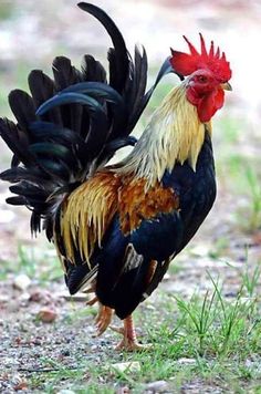 a rooster standing on top of a grass covered field