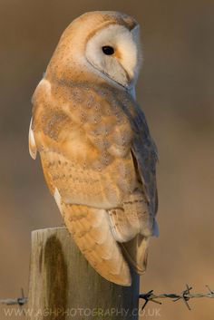 an owl sitting on top of a wooden post