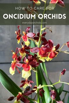 red and yellow orchids with text overlay how to care for oncium orchids