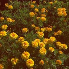 yellow flowers are blooming in the garden