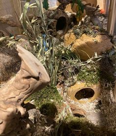 an assortment of plants and rocks on display