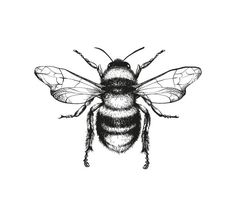 a black and white drawing of a bee