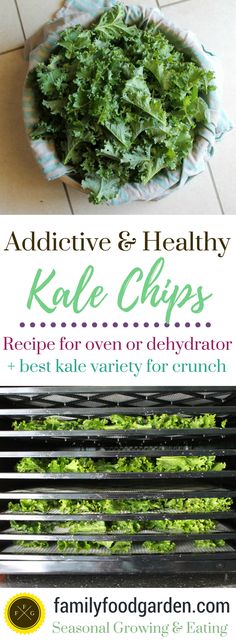 kale chips recipe for oven or dehydraator