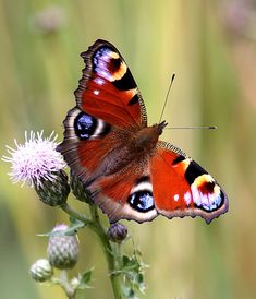 a close up of a butterfly on a flower