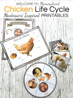 chicken life cycle printables for kids to learn how to use them as an activity