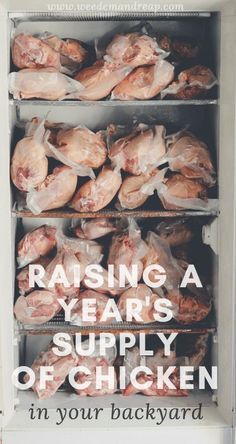 an advertisement for raising a year's supply of chicken in your backyard