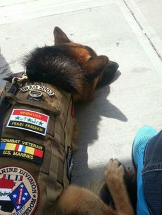 Military Service Dogs, Navy Seal, Amazing Dogs, Police Dogs, Belgian Malinois