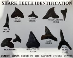 a poster showing different types of shark teeth